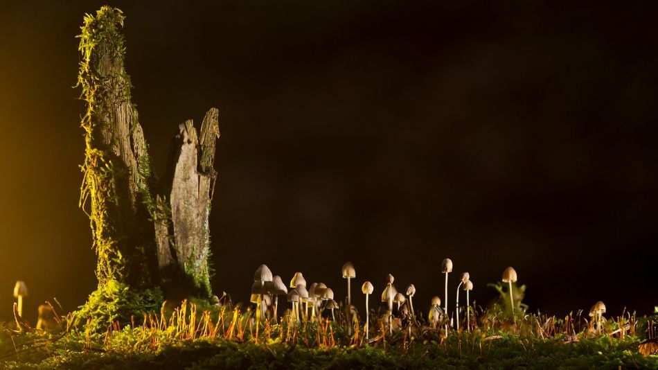 Die Pilze: Stille Helden des Unterholzes
